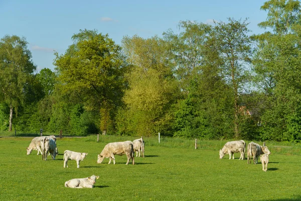 Lente Duitse Stad Vreden — Stockfoto