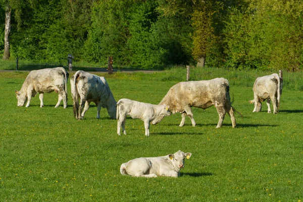 Printemps Dans Ville Allemande Vreden — Photo