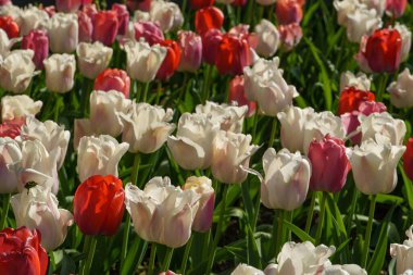 Alman şehri Vreden 'de bahar geldi.