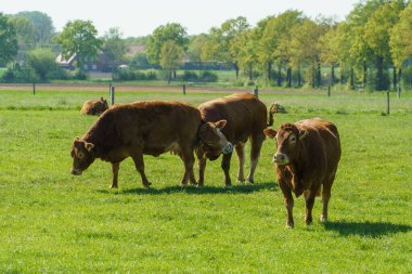 Alman Muensterland 'indeki küçük Weseke köyü.