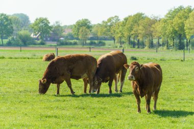 Alman Muensterland 'indeki küçük Weseke köyü.