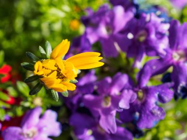 Alman bahçesinde bahar geldi.