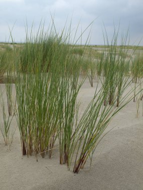 Kuzey denizindeki küçük Alman adası.