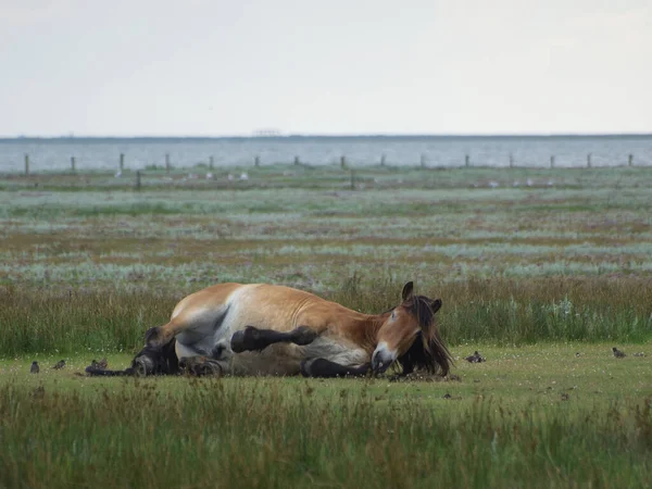 Kleine Deutsche Insel Der Nordsee — Stockfoto