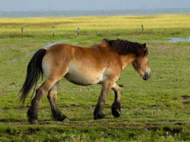 Alman kuzey denizindeki Juist Adası