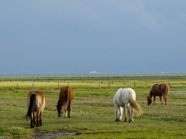 Alman kuzey denizindeki Juist Adası