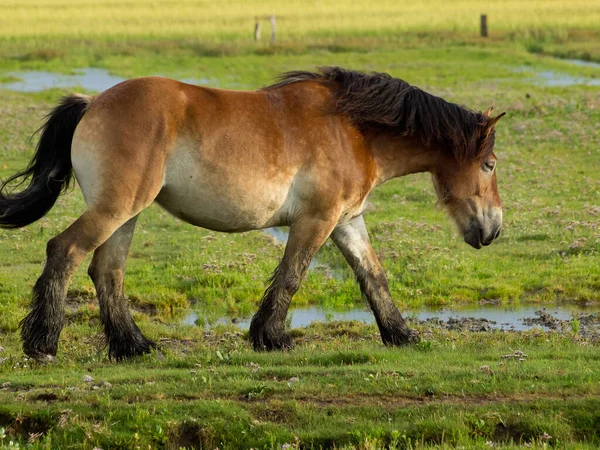 Insel Juist Der Deutschen Nordsee — Stockfoto