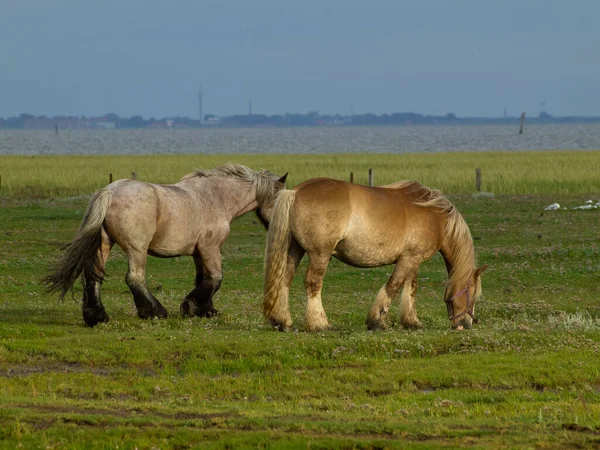 Insel Juist Der Deutschen Nordsee — Stockfoto