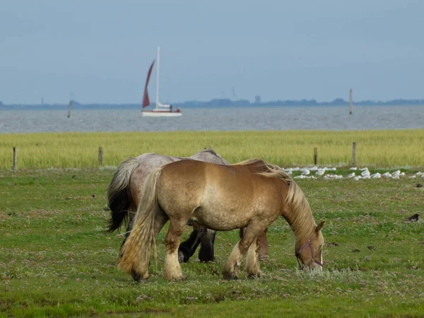 Juist Île Dans Mer Nord Allemande — Photo