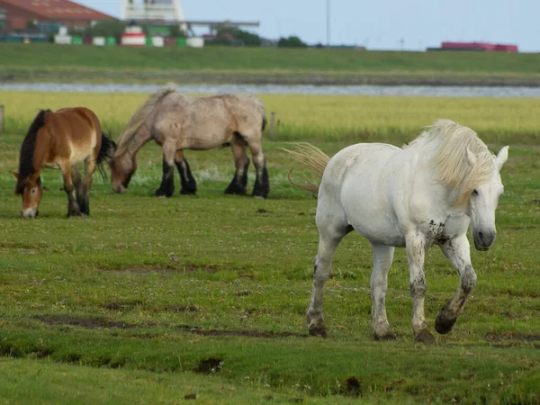 Deutsche Insel Der Nordsee — Stockfoto