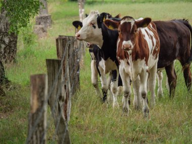 Mikroplu bir çayırda inekler