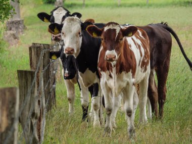 Mikroplu bir çayırda inekler