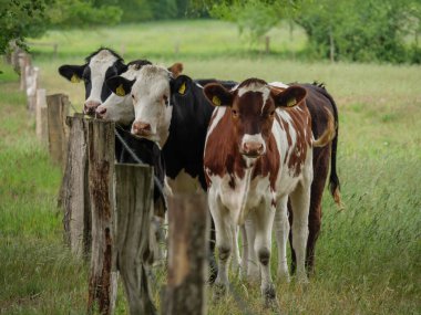 Mikroplu bir çayırda inekler