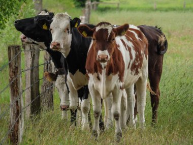 Mikroplu bir çayırda inekler