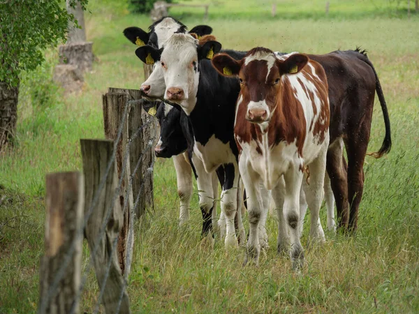 Vacas Prado Germnay — Fotografia de Stock