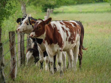 Mikroplu bir çayırda inekler