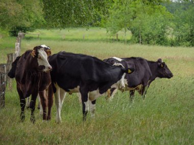 Mikroplu bir çayırda inekler