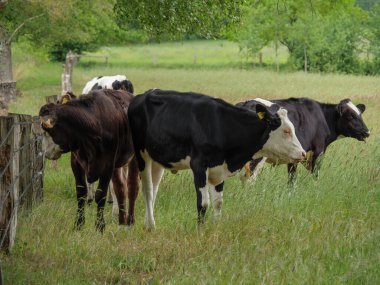Mikroplu bir çayırda inekler