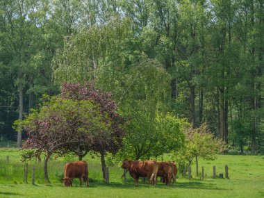 Cows on a meadow in germnay clipart