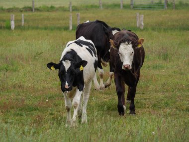 Mikroplu bir çayırda inekler