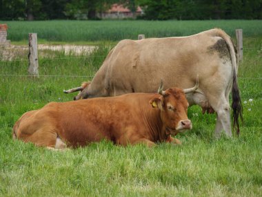 Mikroplu bir çayırda inekler