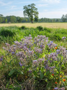 Alman otlağında koyunlarla bahar zamanı