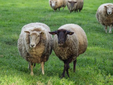 Alman otlağında koyunlarla bahar zamanı