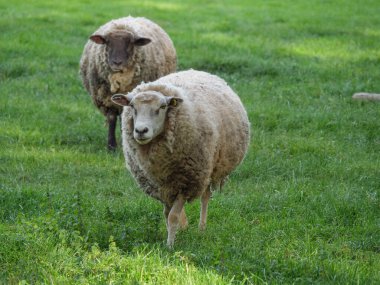 Alman otlağında koyunlarla bahar zamanı