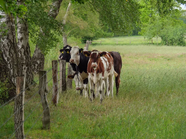 Коровы Лугу Зародыше — стоковое фото