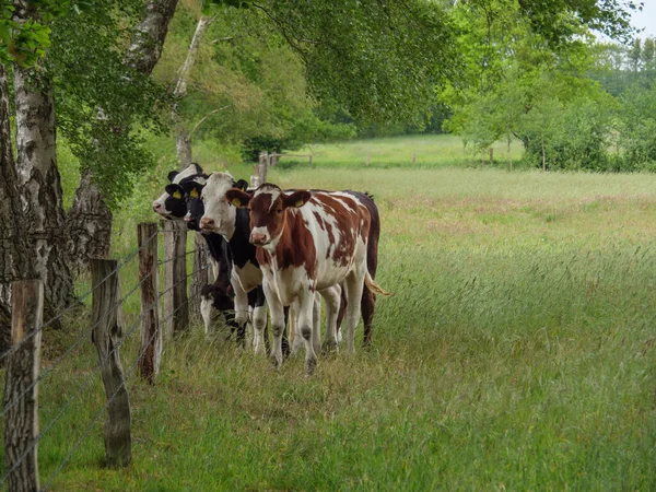 Vacas Prado Germnay — Foto de Stock