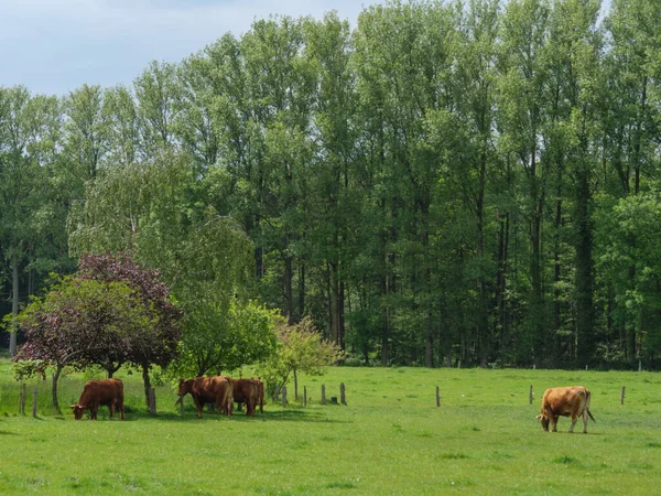 Krávy Louce Germnay — Stock fotografie