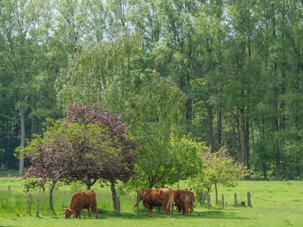 Koeien Een Weide Germnay — Stockfoto