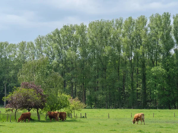 ドイツ語で牧草地に牛 — ストック写真