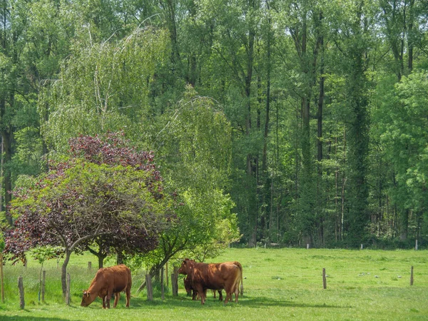 Cows Meadow Germnay — Stock Photo, Image
