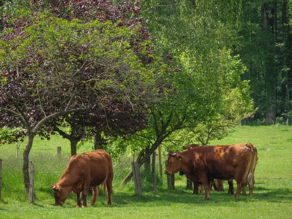 Cows Meadow Germnay — Stock Photo, Image