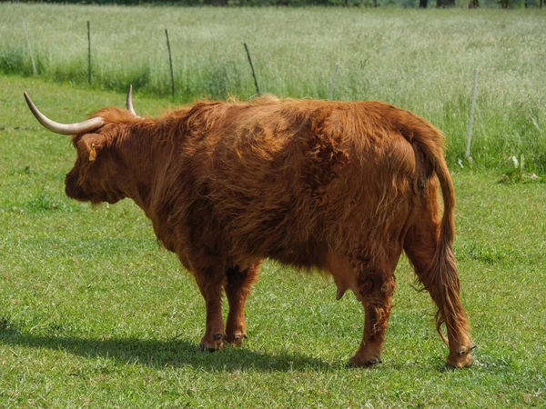 Vacas Prado Germnay — Foto de Stock