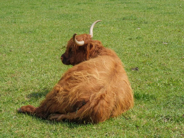 ドイツ語で牧草地に牛 — ストック写真