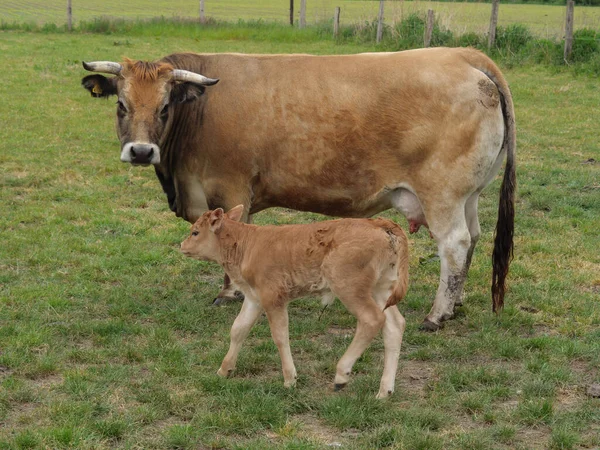 在Germnay的草地上的奶牛 — 图库照片