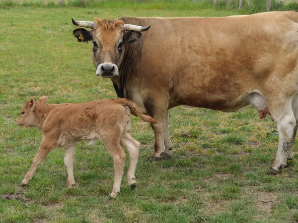 Vacas Prado Germnay —  Fotos de Stock