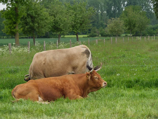 Vacas Prado Germnay —  Fotos de Stock