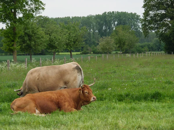 Kor Äng Germnay — Stockfoto