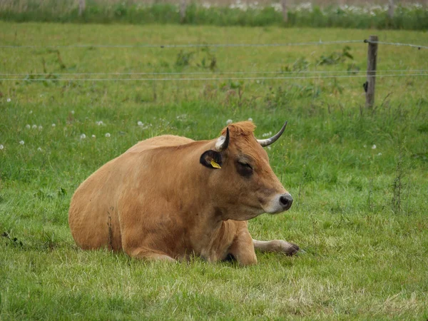 Корови Лузі Герміні — стокове фото