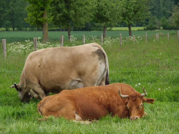 Koeien Een Weide Germnay — Stockfoto