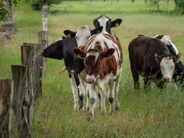 Mikroplu bir çayırda inekler