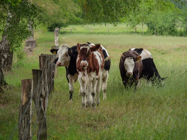 Cows Meadow Germnay — Stock Photo, Image