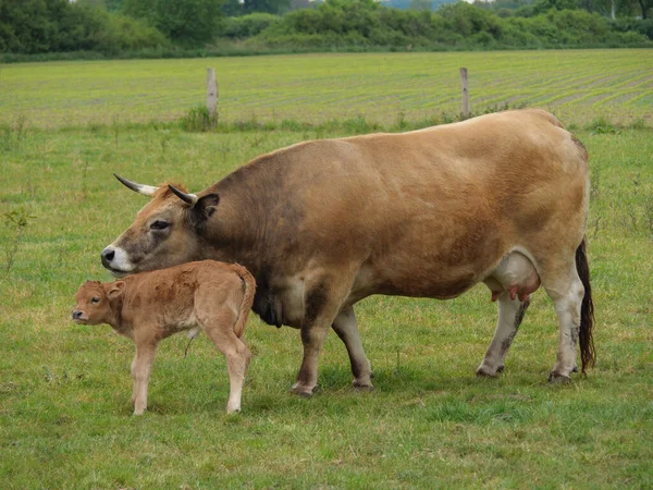 Cows Meadow Germnay — Stock Photo, Image