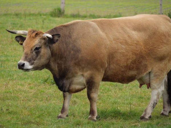 Cows Meadow Germnay — Stock Photo, Image