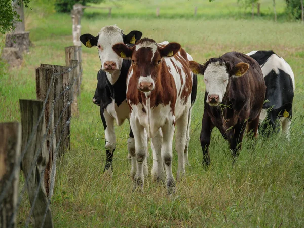 Mikroplu bir çayırda inekler