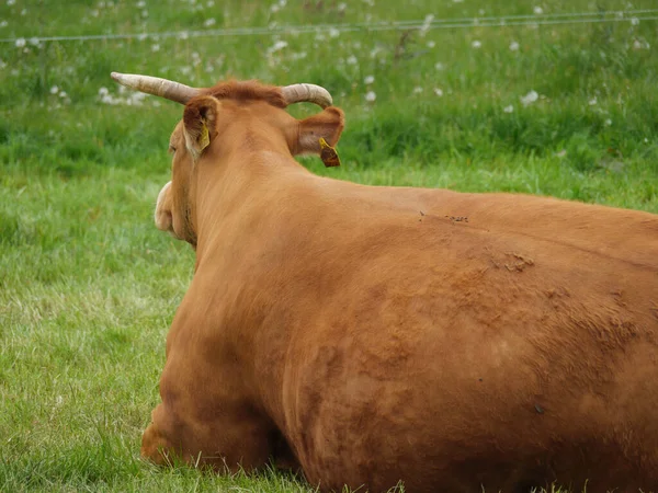 Cows Meadow Germnay — Stock Photo, Image