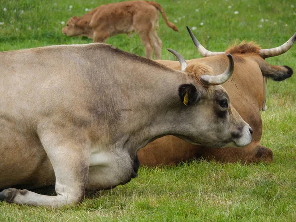Vacas Prado Germnay — Foto de Stock